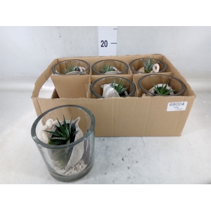 Arr.   Kamerplant Groen L%