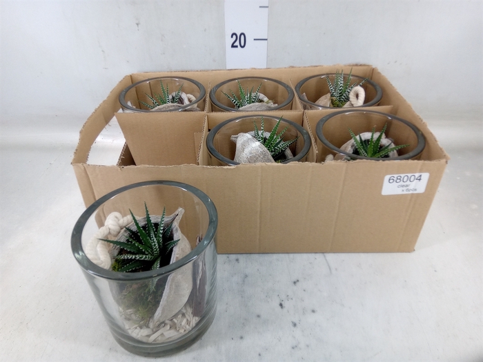 <h4>Arr.   Kamerplant Groen L%</h4>