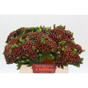 Kaaps Groen Alb. Red