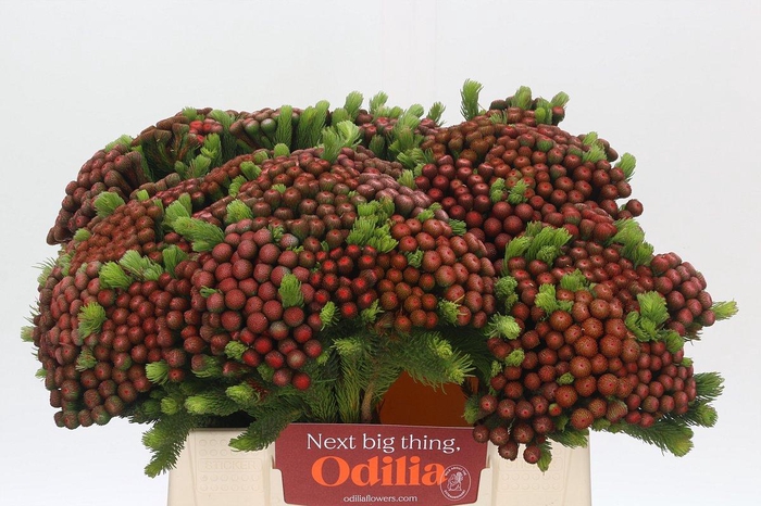 Kaaps Groen Alb. Red