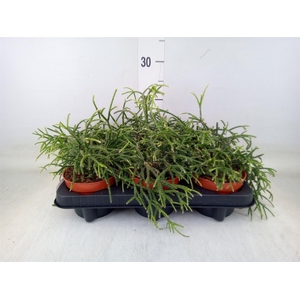 Rhipsalis pilocarpa