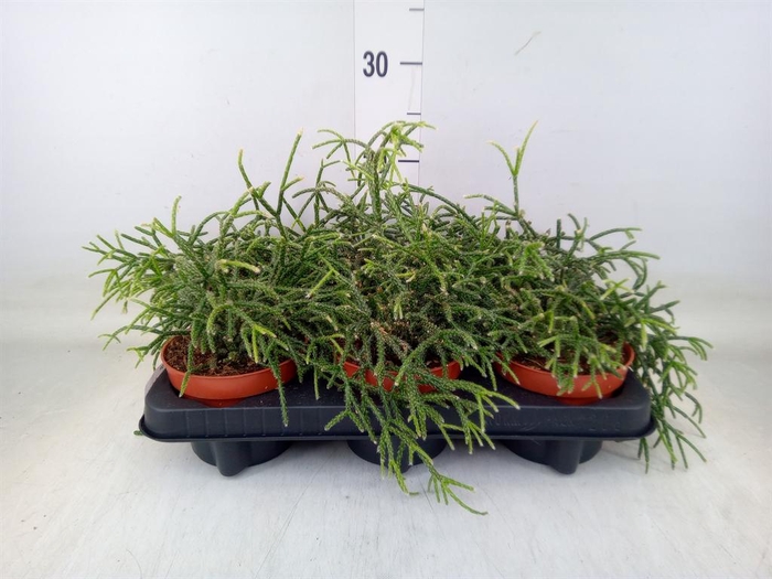 <h4>Rhipsalis pilocarpa</h4>