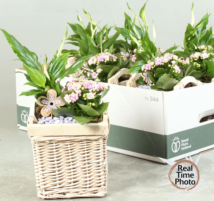 <h4>ARR KAMERPL</h4>