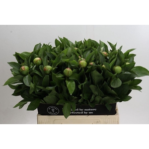 Paeonia soft salmon saucer