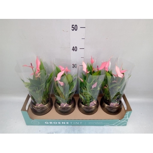 Anthurium andr. 'Lilli'