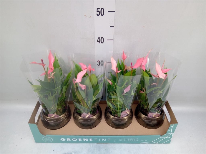 <h4>Anthurium andr. 'Lilli'</h4>