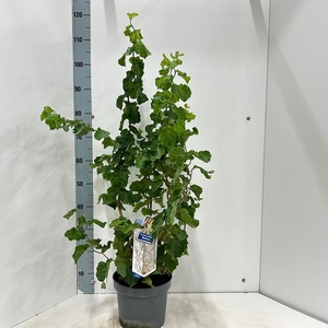 Corylus avellana