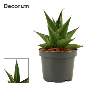 Sansevieria Abbey crown 9 cm (Decorum)