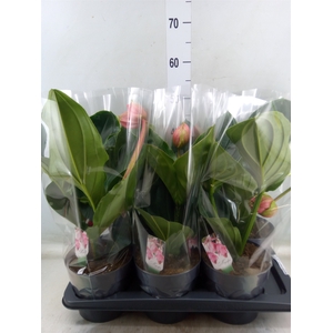 Medinilla magnifica 'Flamenco'