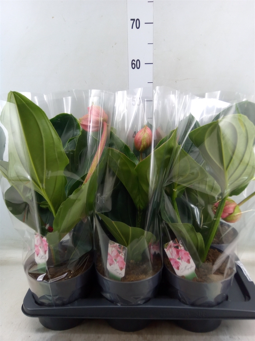 <h4>Medinilla magnifica 'Flamenco'</h4>