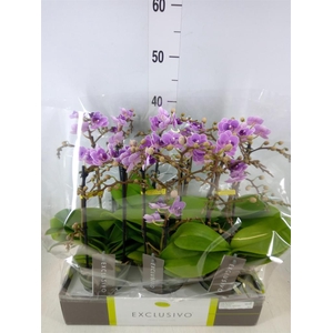 Phalaenopsis multi. 'Violet Queen'