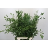 Ruscus Fine Long x4