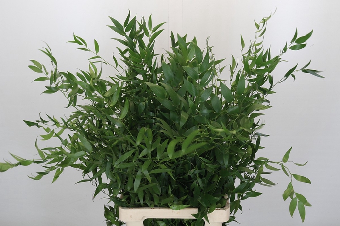 Ruscus Fine Long x4