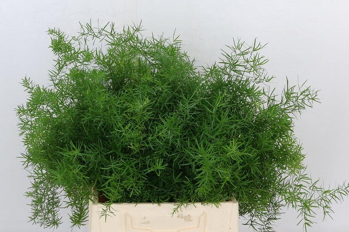 <h4>Asp Dens Sprengeri</h4>