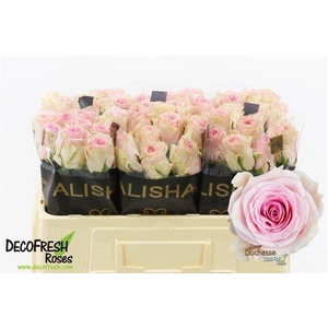 ROSA GR 'DUCHESSE'