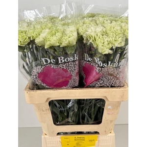 DI ST ETERNAL FAIRY+