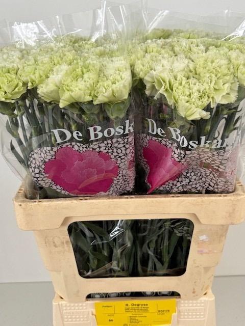 <h4>DI ST ETERNAL FAIRY+</h4>