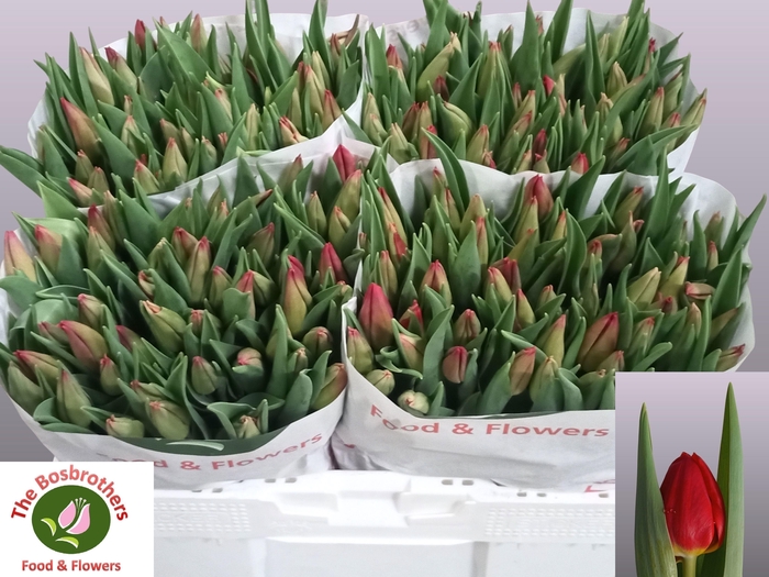 <h4>TU EN RED GOLD</h4>