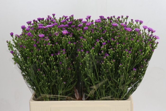 <h4>Aster Casarosa</h4>