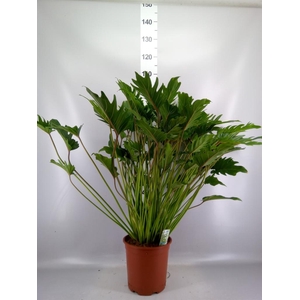 Philodendron xanadu