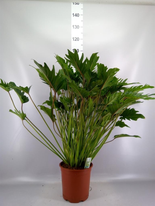 <h4>Philodendron xanadu</h4>