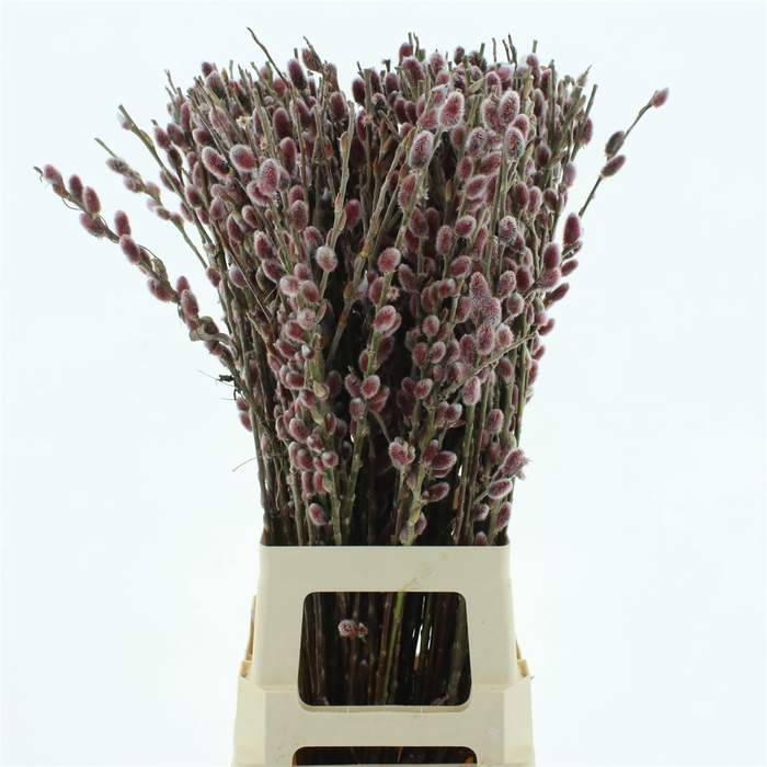 <h4>Salix Ch Red Passion</h4>