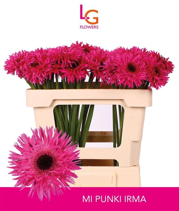 <h4>Germini Spider Punki Irma Water x60</h4>