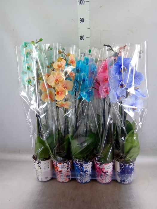 <h4>Phalaenopsis   ...</h4>