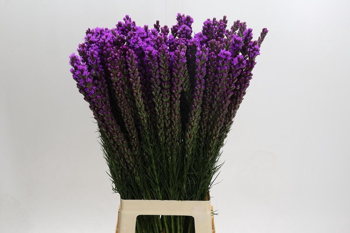 <h4>Liatris Callilepis</h4>
