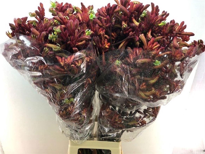 <h4>ANIGOZ EARLY SPRING</h4>