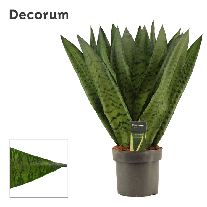 <h4>Sansevieria Zeylanica Fan 17 cm (Decorum)</h4>