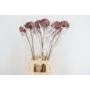 DF Allium Paint Pink