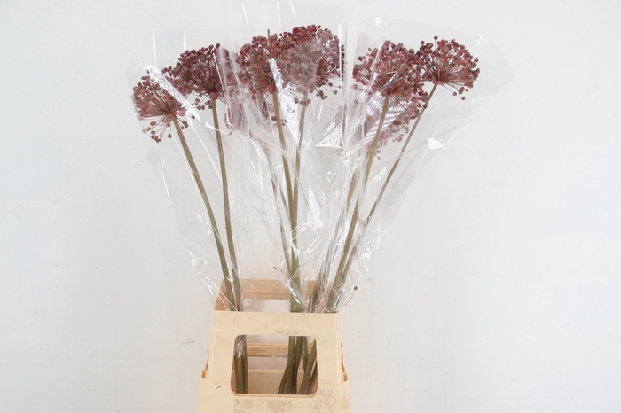 <h4>DF Allium Paint Pink</h4>