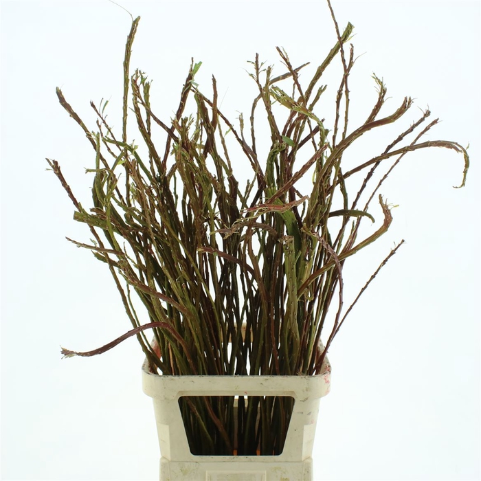 <h4>Salix Sekka Bandwilg</h4>