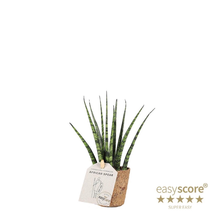 <h4>SANSEVIERIA PARVA P6 FERNWOOD COCOZ</h4>