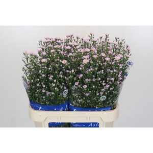Aster Claudia