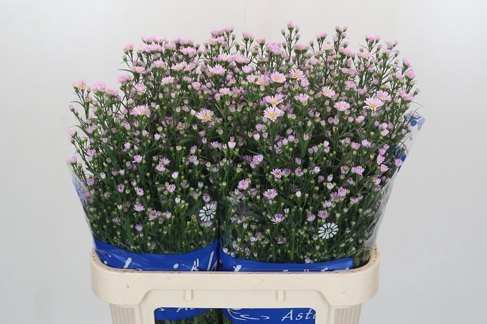 Aster Claudia