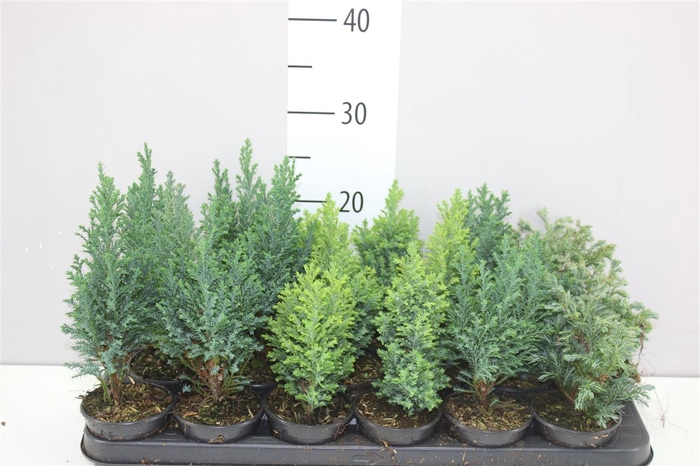 <h4>Coniferen Gemengd</h4>