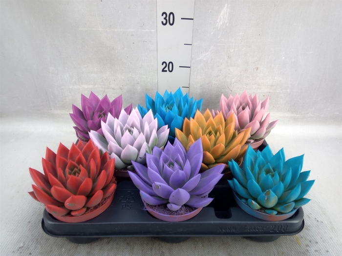 <h4>Echeveria  'Miranda'</h4>