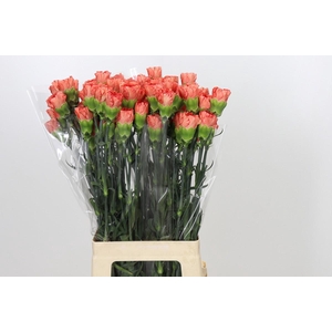 Dianthus St Arno