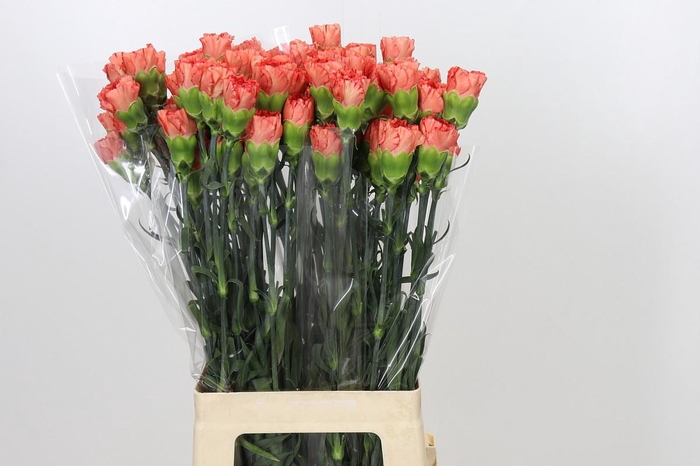 <h4>Dianthus St Arno</h4>