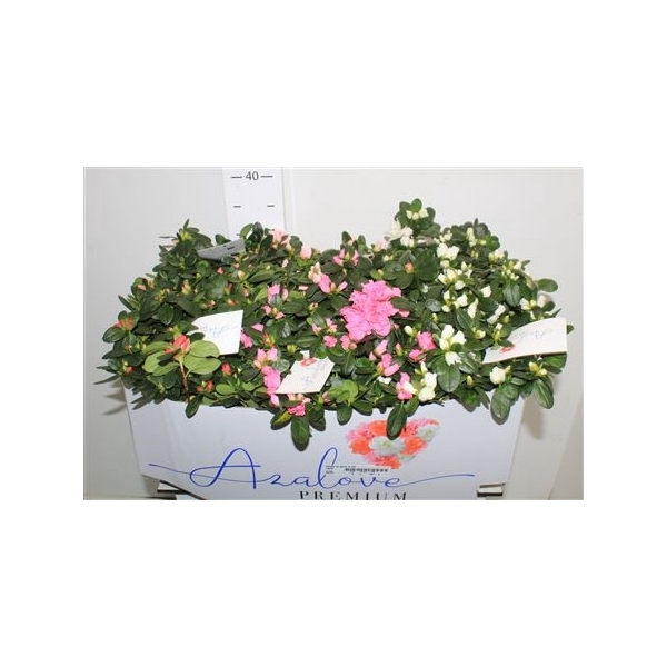 <h4>Rhodo Si Gem 5 Srt 35cm Diam.</h4>