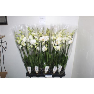 Phal Ov Wit 5 Branche 30+