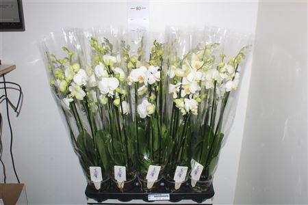 <h4>Phal Ov Wit 5 Branche 30+</h4>