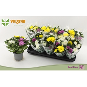 CHRYS DA VINC GEM PT