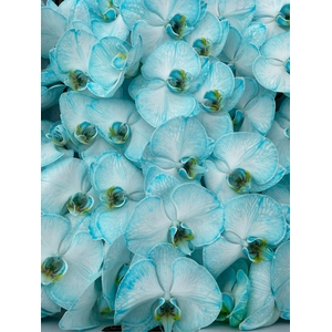 Phal Coloured Ice Blue
