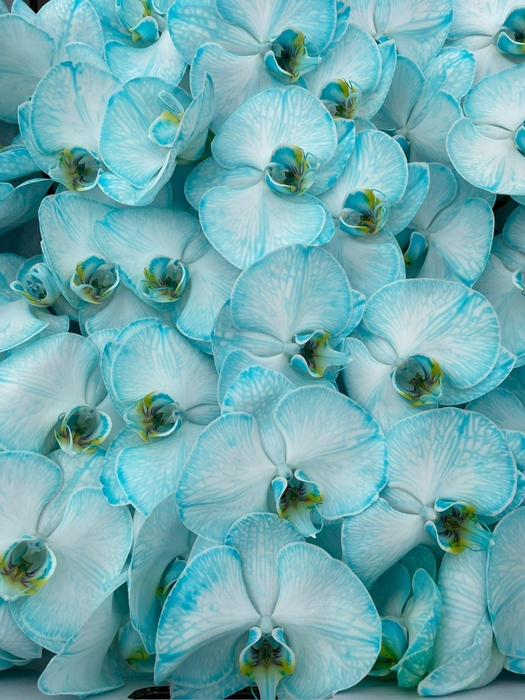<h4>Phal Coloured Ice Blue</h4>