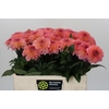 Dahlia Chanel