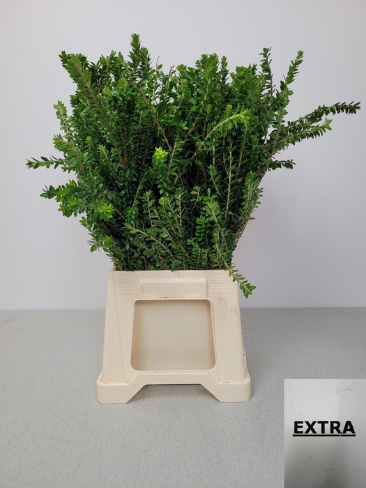 <h4>MYRTUS TARANTINO PB</h4>