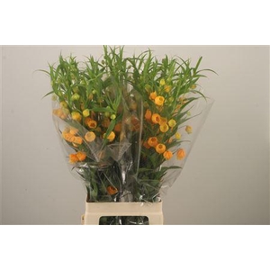 Sandersonia Roy High